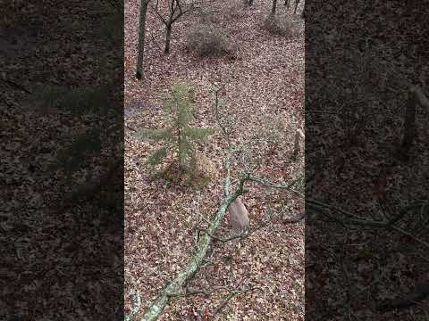 Under foot in Iowa. Video: @ChrisBeeReal #sitkagear