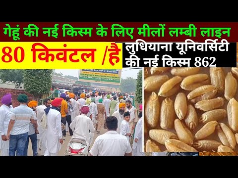 गेहूं का सबसे अच्छा बीज // gehun ka sabse achhi kism // Top Verity of wheat