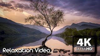 Beautiful Relaxing Music for Relax, Sleep and Study   Flute Music   Bamboo Music   Meditate Music