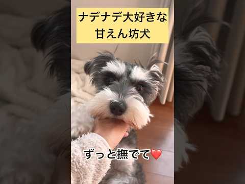 撫でないと喋って怒るミニチュアシュナウザー #shorts #ペット動画 #いぬ #schnauzer #miniatureschnauzer #いぬのきもち