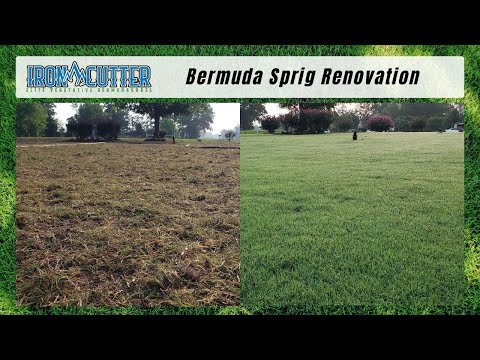 The Cheapest Method To Establish Bermudagrass Using Sprigs