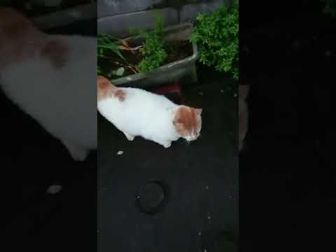 近所のニャニャニャちゃん 第16回 雨あがり明け方のニャニャニャちゃん😺