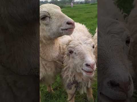 ভেড়ার জীবন #shortsfeed #unfrizemyaccount #ytshorts #shorts #sheep #grass #nature