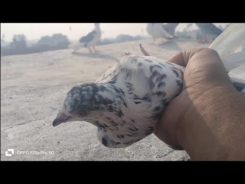 4 kabutar pakde hamne 🥳 kabootarbazi ka shok urban pigeon