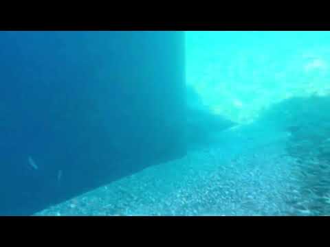 【鮎の故郷】水中撮影シャチくんの地元の川で水族館ごっこして観ない