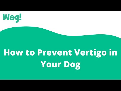 How to Prevent Vertigo in Your Dog | Wag!