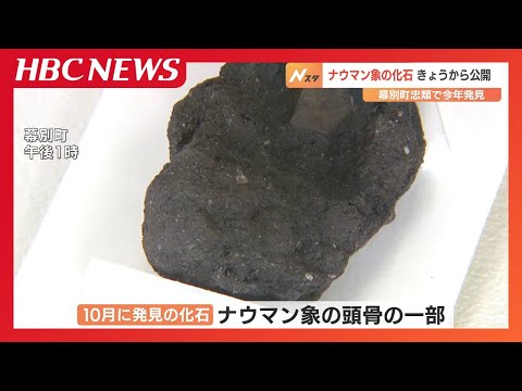 54年ぶりの大発見！10月に見つかったナウマン象の化石　地元で公開始まる　北海道幕別町