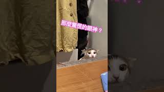 你看到什麼了？🙀#貓咪日常  #貓咪的迷惑行為  #cat  #catvideos  #catlover  #cutecat  #可愛い猫  #可愛貓咪 #三花貓  #蛋蛋 #白貓