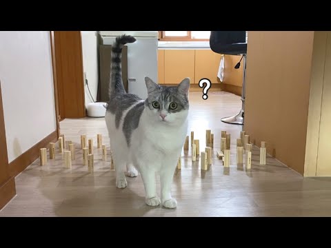 What will happen to a cowardly cat in front of domino obstacles?