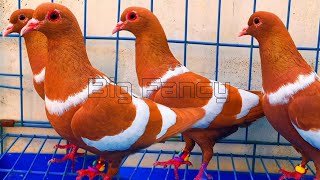 Beautiful Fancy Pigeon's Video: Best fancy pigeon Breeds & Farm Footage Compilation