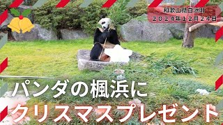 パンダの「楓浜」にクリスマスプレゼント　和歌山県白浜町