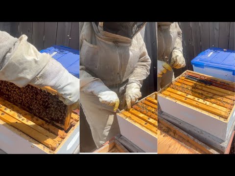 SPRING HIVE CHECK | BACKYARD BEES | GLOG 028