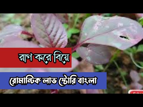 রাগ করে বিয়ে || রোমান্টিক লাভ স্টোরি বাংলা ||Anika Dairy