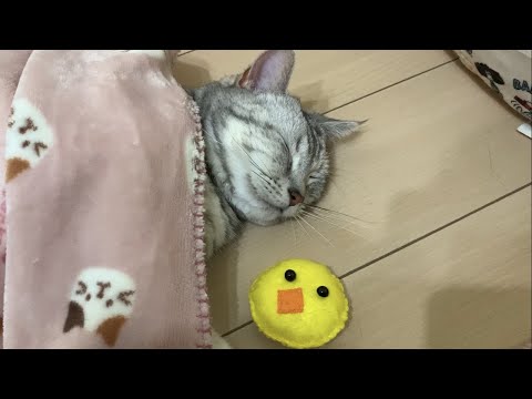 ひよこのお父さんとアメショ猫のあんなちゃん　おしゃべりペット