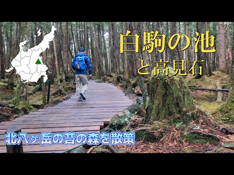 【白駒の池と高見石】北八ヶ岳の苔の森を散策