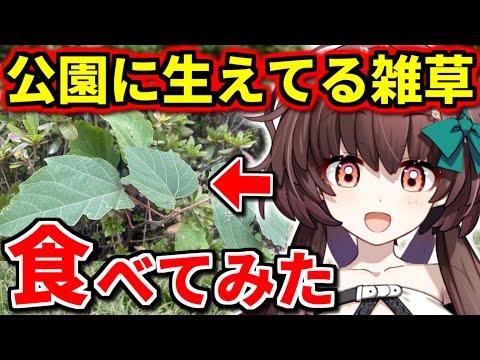 【実食】公園に生えてる雑草を摘んで食べてみた【新人Vtuber】