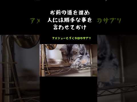 【11/1】今日のサプリ　#秋田犬 #猫