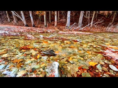 【3h】Tranquil Crystal Clear River | Relaxing Japan Nature Sounds for Stress Relief