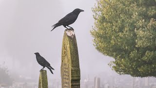 Die Krähen von Zürich laufen | The crows of Zurich are walking