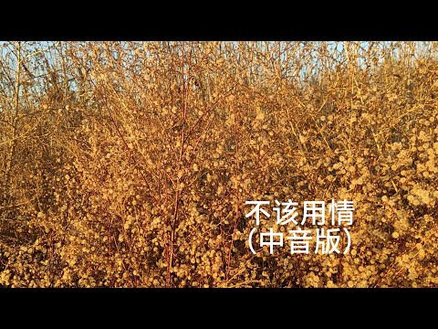 《不该用情》中音版萨克斯独奏怀旧金曲Saxophone Cover