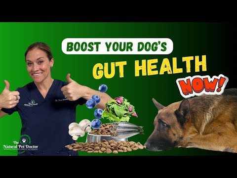 Boost Your Dog's Gut Health - Holistic Nutrition Secrets Revealed