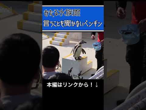 【おたる水族館】名物！言うことを聞かないペンギン🐧