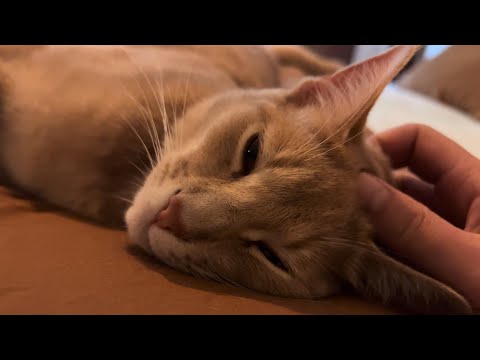 Sleepy boi receives massage before going to bed