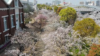 コロナ収束、待つ桜　造幣局の337本の通り抜けをドローンで