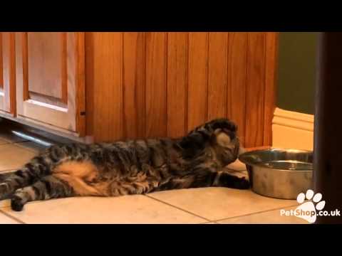 Laid Back Cat - Gin & Juice