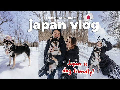 🇯🇵 Is Japan Dog Friendly?  🐶 We took our Shiba on a road trip to Karuizawa | Japan lifestyle vlog