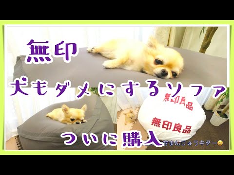 無印🐶犬もダメにするソファ➕けしずみカバー💖チワワとレビュー📣人をダメにするソファ🌼体にフィットするソファ〜Muji Body fit cushion Gray cover