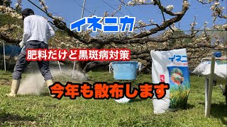 黒斑病対策！梨園にイネニカ散布