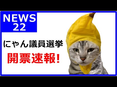 【開票速報】にゃん議員選挙！関西弁をしゃべる猫のおしゃべりペット