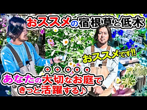 🌼オシャレなお花がたくさん🌼売り場を散策してみたら♪【おススメ宿根草と低木】 ローズガーデンカネコさん