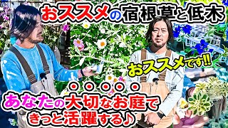 🌼オシャレなお花がたくさん🌼売り場を散策してみたら♪【おススメ宿根草と低木】 ローズガーデンカネコさん