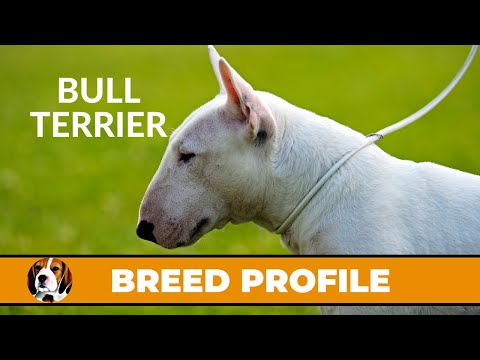 Bull Terriers: What Do You Know?