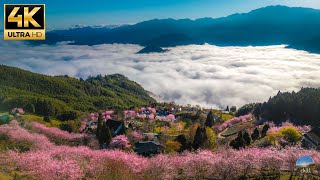 The most beautiful sea of cherry blossom clouds sunrise in Taiwan!