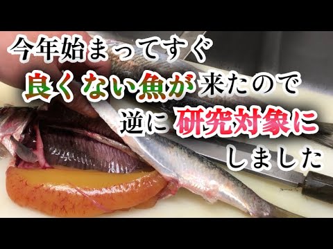 【寿司屋の研究】新年早々脂がない魚が届いた　だからこそあえて"あれ"を自家製で作れないか研究しました　ツマミ作り挑戦記録