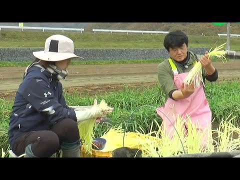 岡山の特産品「黄ニラ」産地を支えるご夫婦を紹介！｜【笑味ちゃん天気予報】2024年12月2日放送