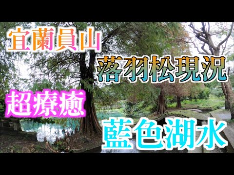 宜蘭落羽松秘境｜員山雷公埤落羽松現況與美麗的藍色地下湧泉｜用gopro發現藍色啤酒海源源不斷湧出