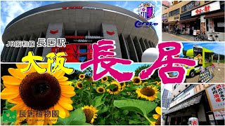 大阪 長居公園「JR 阪和線長居駅」街歩き！長居植物園 ひまわりウィーク開催中【4K】