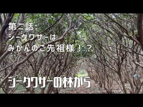 【第二話】琉球時代からの歴史！！ 〜 シークワーサーの林から 〜