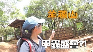 【郊山玩壹下】桃園郊山:羊稠森林步道