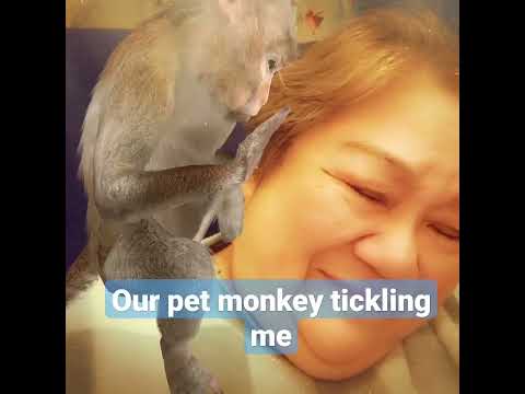 #petmonkey #tickles #ytchannel