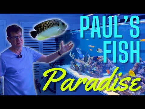 Paul's 4000 Litre Fish Paradise