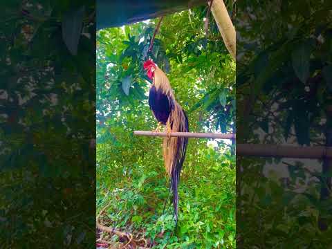 #fishing chú gà gẹ mái #フクロウの羽ばたき #parrotbeakaseelmurgaladai #フクロウ飛ぶ #animals #gà