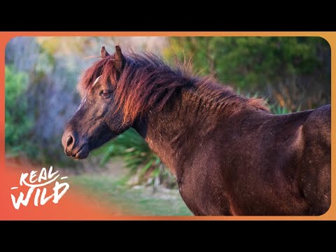 Wild Horses of the Australian Alps: A Remarkable Tale of Survival