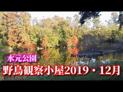 水元公園のバードサンクチュアリ・野鳥観察小屋2019年12月