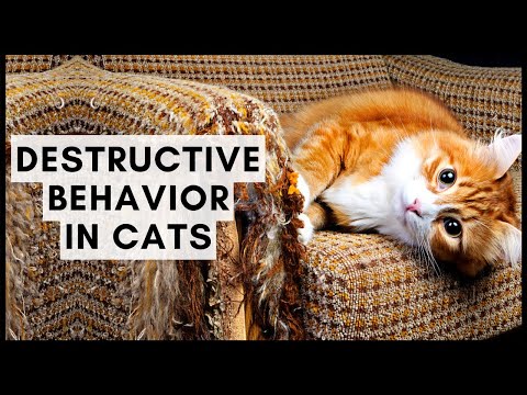 Destructive Behavior in Cats