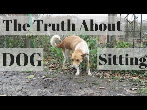 What DOG SITTING is really like. | Day in the Life of a Dog Sitter